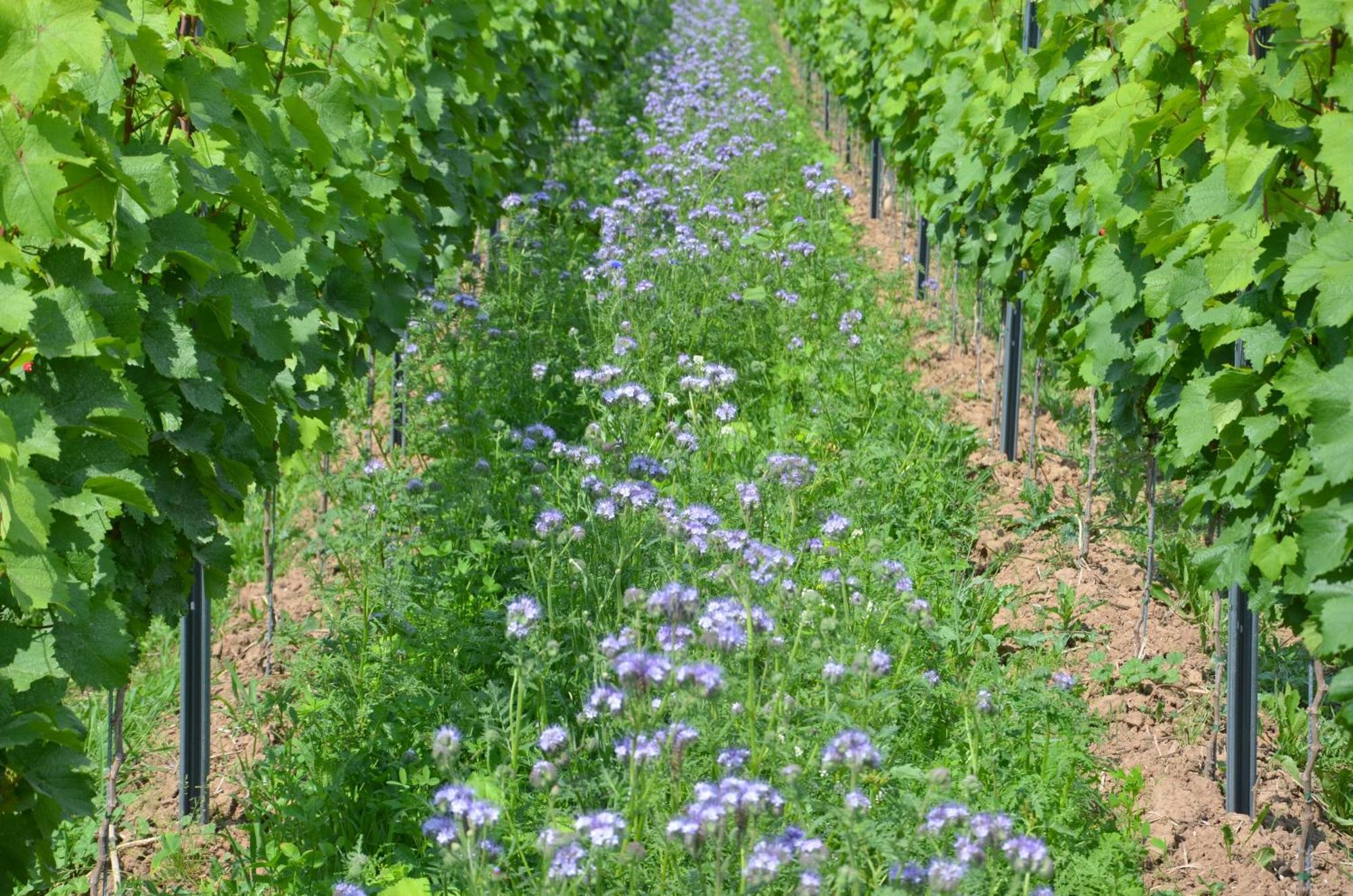 Апартаменты Ferienweingut Gansen / Hochgenuss 1 Эрнст Экстерьер фото